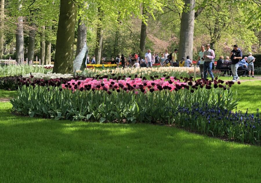 Amsterdam: Keukenhof Tulip Garden and Giethoorn Experience - Guides, group size, and the human side