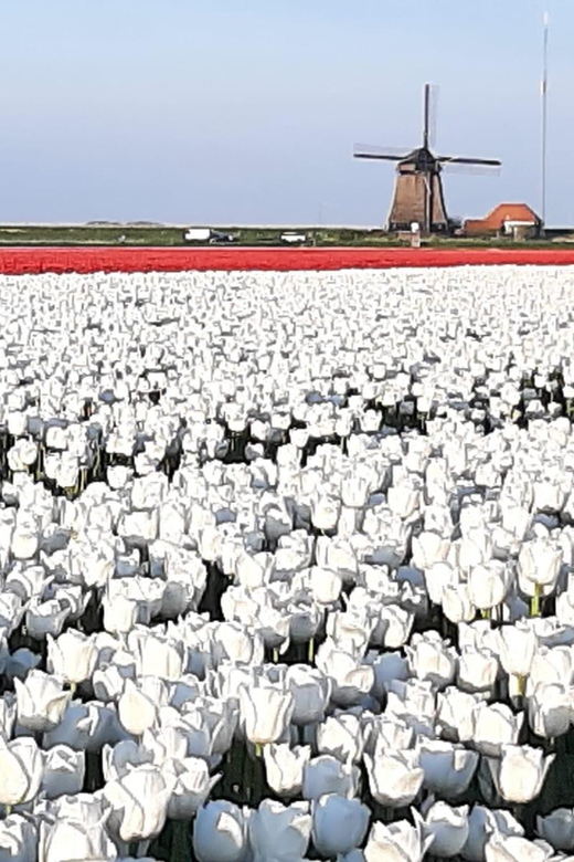 Amsterdam:Private guided Non Touristic Tulip & Windmill tour - Key points to know before booking