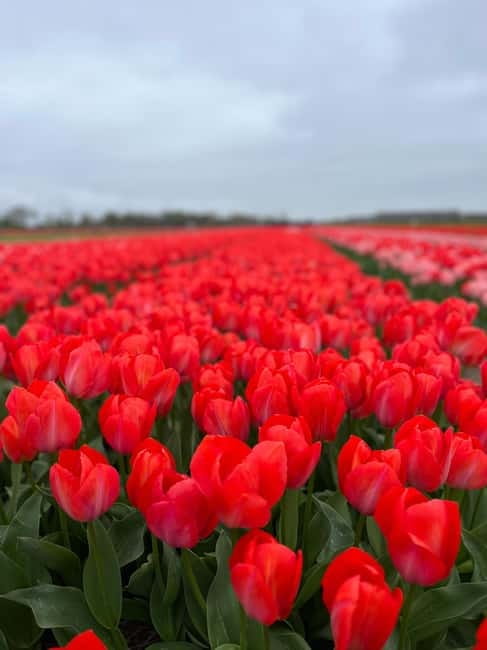 Amsterdam: Private Keukenhof and Free Tulip Tour - Four to five hours inside Keukenhof