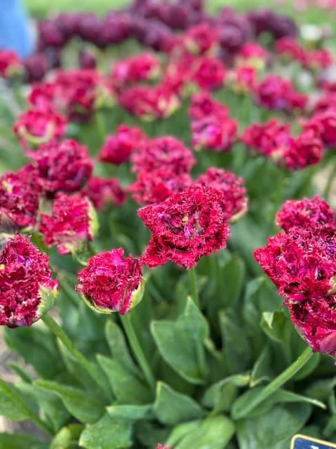 Amsterdam: Private Keukenhof and Free Tulip Tour - The 45-minute tulip fields stop in Lisse