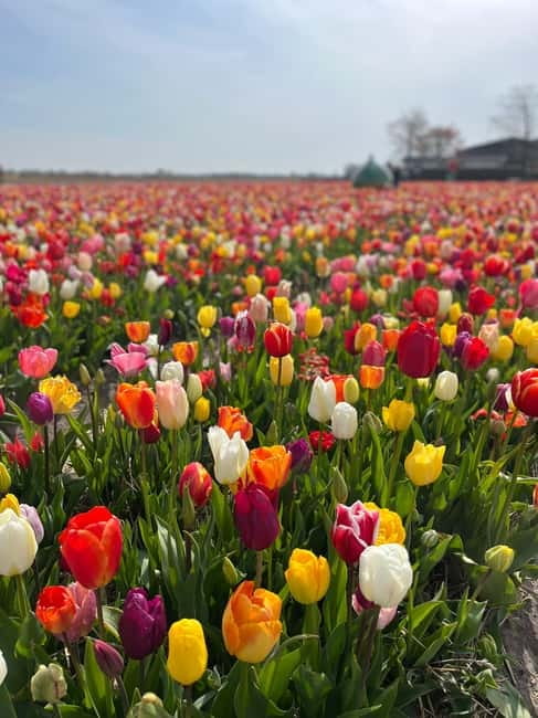 Amsterdam: Private Keukenhof and Free Tulip Tour - Optional food and extra stops