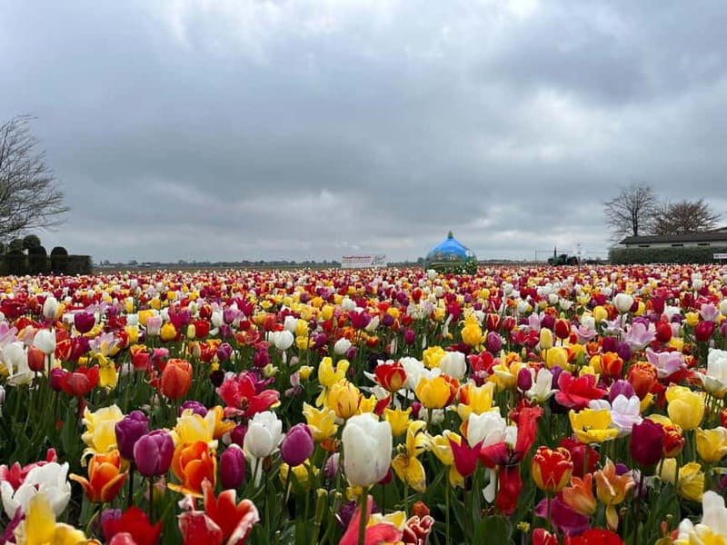 Amsterdam: Private Keukenhof and Free Tulip Tour - Price, group size, and real value