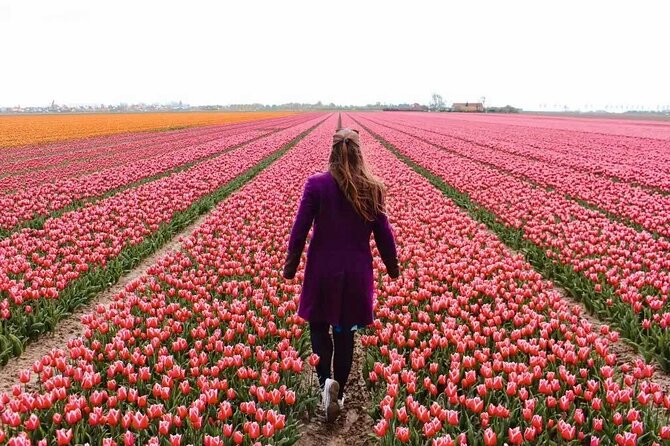 Amsterdam Private Tour to Keukenhof, Tulip Fields and Windmills - Key points to know before you book
