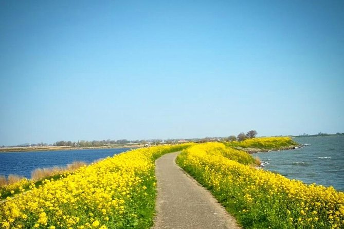 Amsterdam's Countryside Half-Day Bike Tour in Small Group - The ride through Dutch polder country