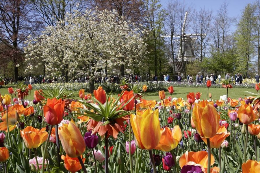 Amsterdam: Tour to Keukenhof Gardens with Windmill Cruise - The transfer through Holland’s flower-growing region