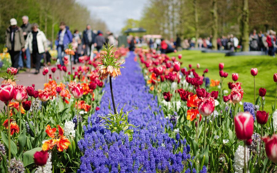 Amsterdam: Tour to Keukenhof Gardens with Windmill Cruise - The flexible return system