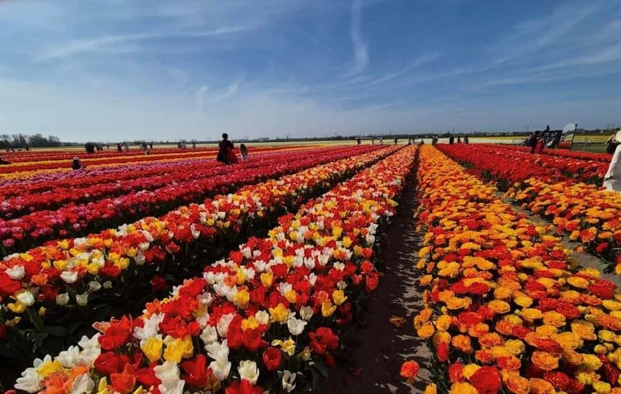 Amsterdam : Tulip Wonderland Tour - From Amsterdam Noord to the Tulip Fields