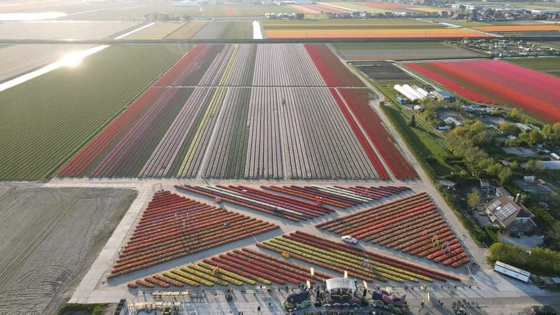 Amsterdam : Tulip Wonderland Tour - Rain, Mobility, and Seasonal Timing