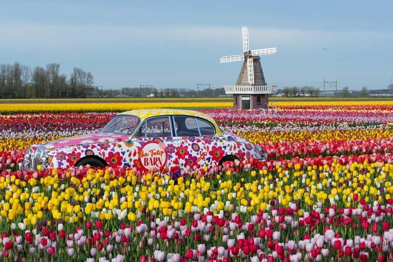 Amsterdam : Tulip Wonderland Tour - Who Will Enjoy This Three-Hour Trip?