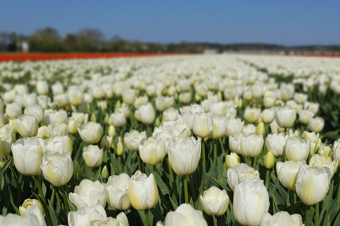 Amsterdam TulipFields of Holland Tour - Why this Amsterdam tulip tour feels different