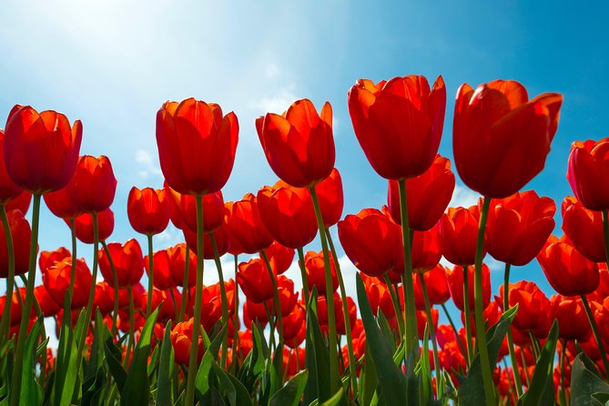 Amsterdam TulipFields of Holland Tour - Leander’s role in the experience