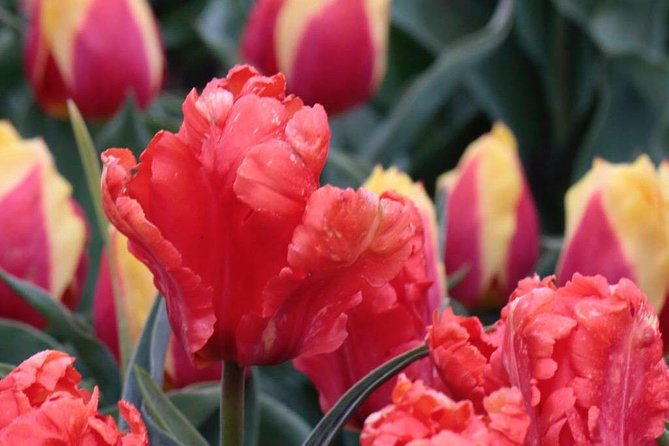 Amsterdam TulipFields of Holland Tour - What is included, and what the price means