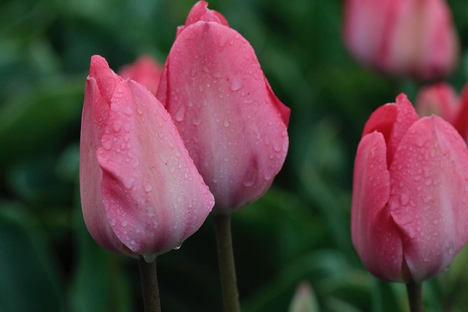 Amsterdam TulipFields of Holland Tour - Who should book this outing