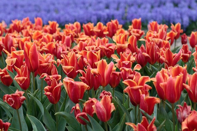 Amsterdam TulipFields of Holland Tour - Timing, weather, and practical planning