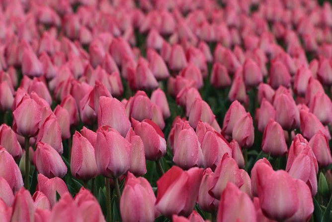 Amsterdam TulipFields of Holland Tour - How this compares with a large bus trip