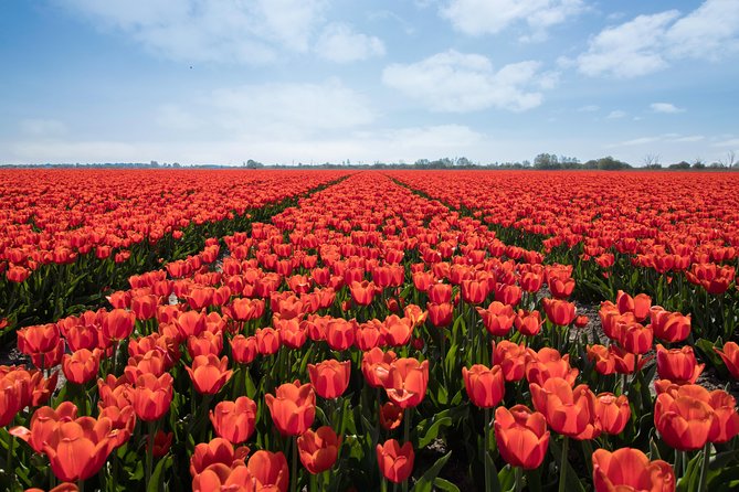 Amsterdam TulipFields of Holland Tour - The farmer visit at De Tulperij
