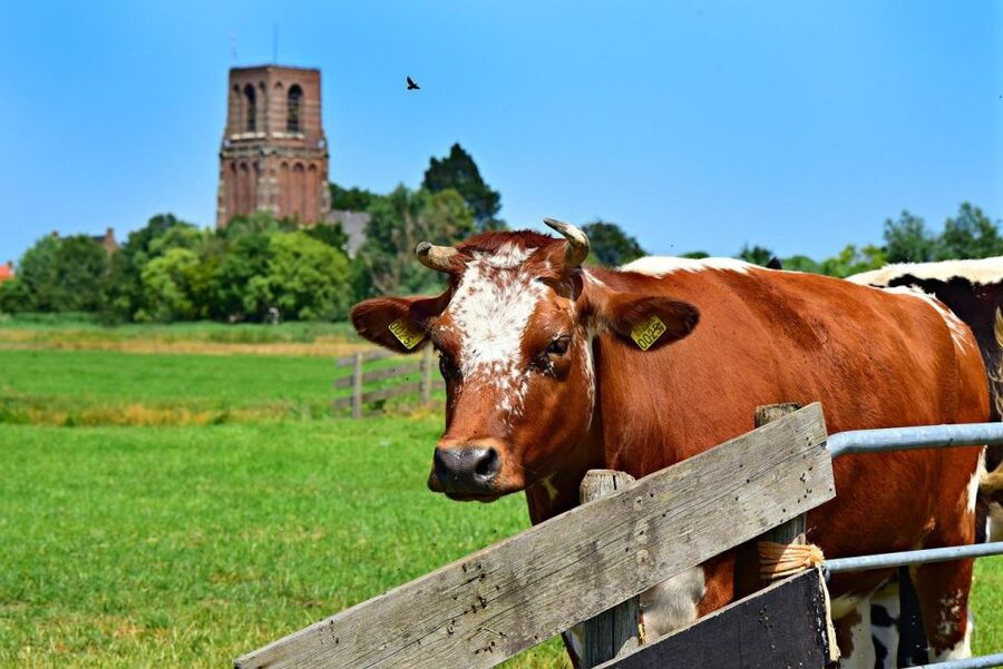 Amsterdam: Waterland District Countryside Villages Bike Tour - Is $57 a fair price?