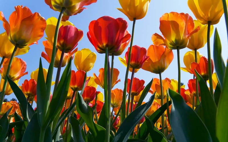 Antwerp: Full-day Holland Guided Keukenhof & Windmills Tour - The long ride back to Antwerp