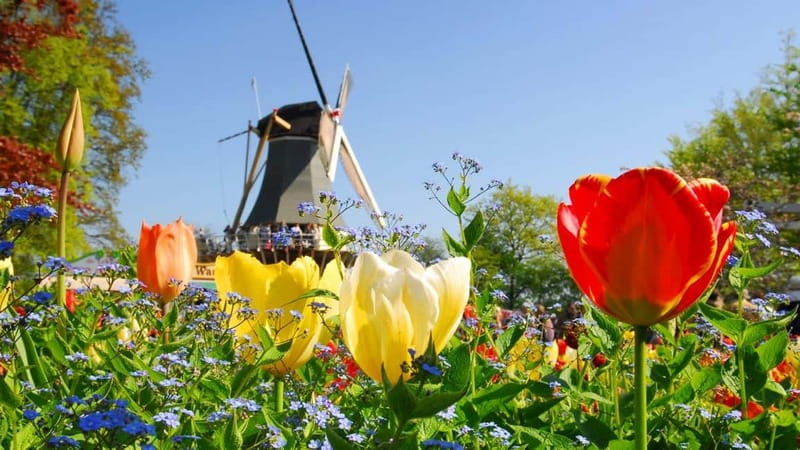 Antwerp: Full-day Holland Guided Keukenhof & Windmills Tour - Leaving Antwerp by coach