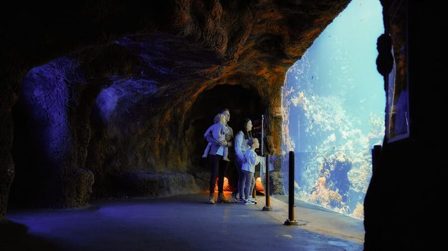 Arnhem: Burgers' Zoo Entry Ticket - The Ocean: eight million liters beneath the surface
