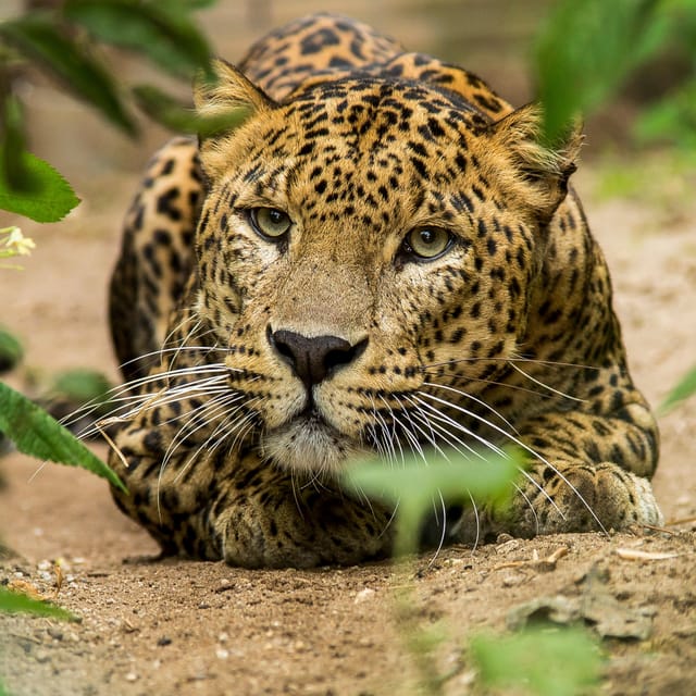 Arnhem: Burgers' Zoo Entry Ticket - The Mangrove: butterflies, manatees, and Belize