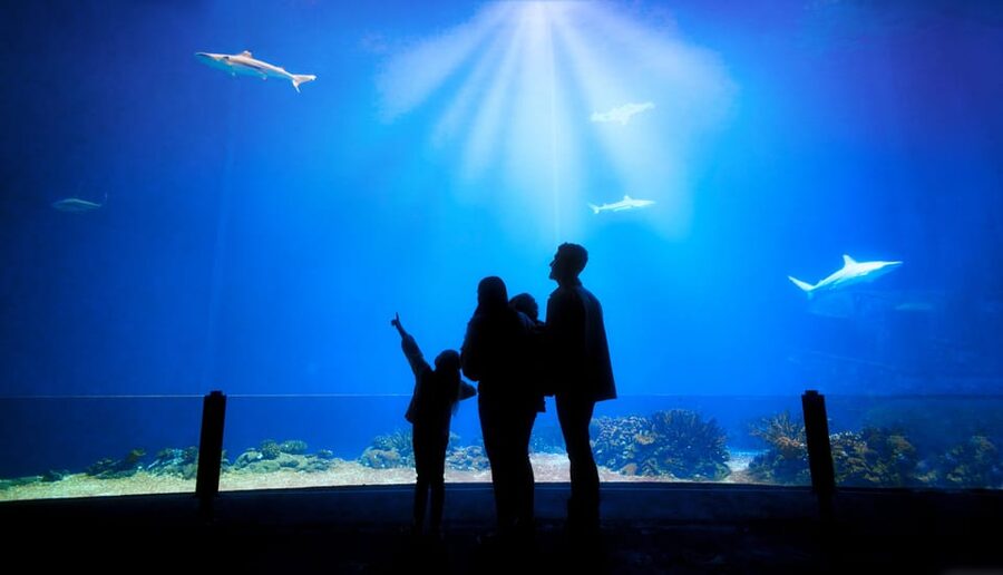 Arnhem: Burgers' Zoo Entry Ticket - A full day at $33: is the ticket good value?