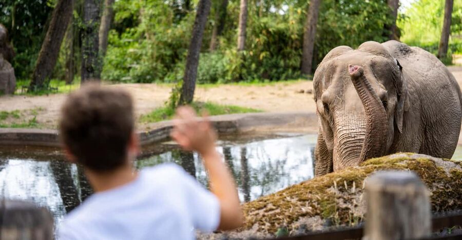 Arnhem: Burgers' Zoo Entry Ticket - The Bush: heat, plants, and real rainforest atmosphere