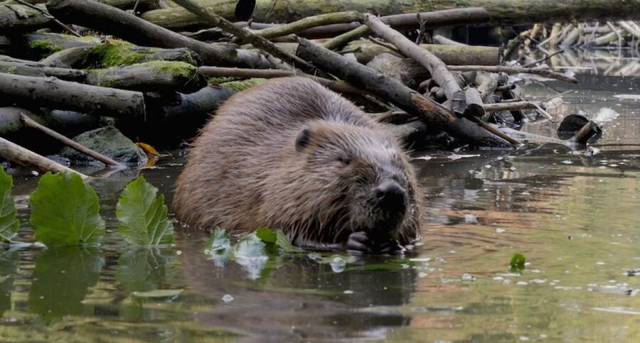 Biesbosch: Boat Cruise through National Park - Snacks, drinks, and a sensible budget