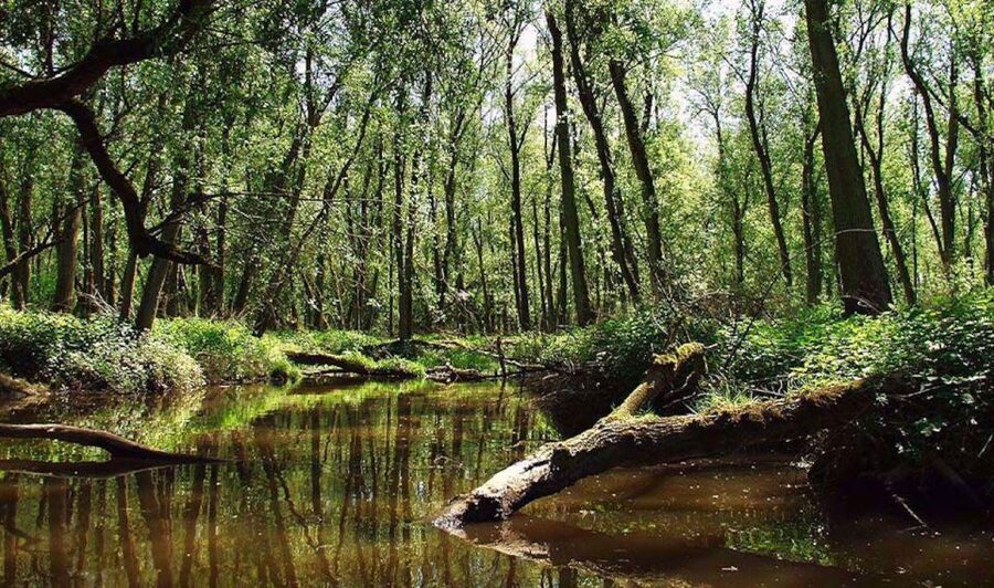 Biesbosch: Boat Cruise through National Park - Who will enjoy this cruise most