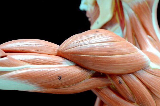 Body Worlds Amsterdam Admission Ticket - Key points at a glance