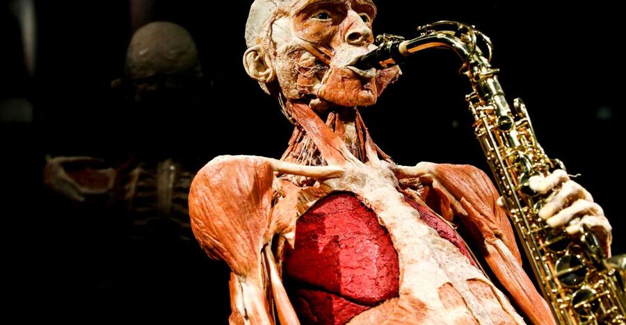 Body Worlds Amsterdam: The Happiness Project Ticket - What Body Worlds Amsterdam is really showing
