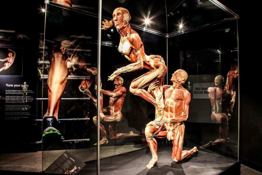 Body Worlds Amsterdam: The Happiness Project Ticket - The Happiness Project connects science with daily life