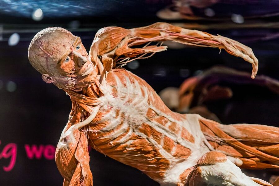 Body Worlds Amsterdam: The Happiness Project Ticket - Audio guide or printed information?