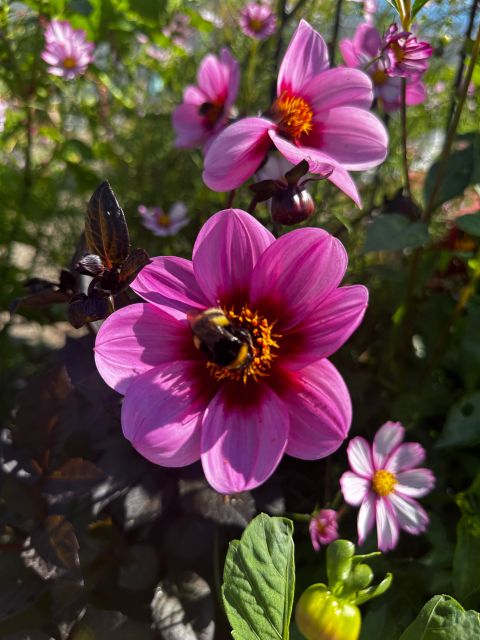 Bulb region: Dahlias Bicycle Tour - Five things to know before you ride