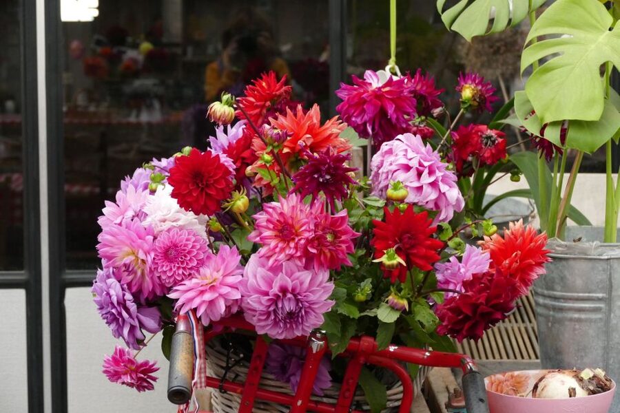 Bulb region: Dahlias Bicycle Tour - Who will enjoy this bike tour most?