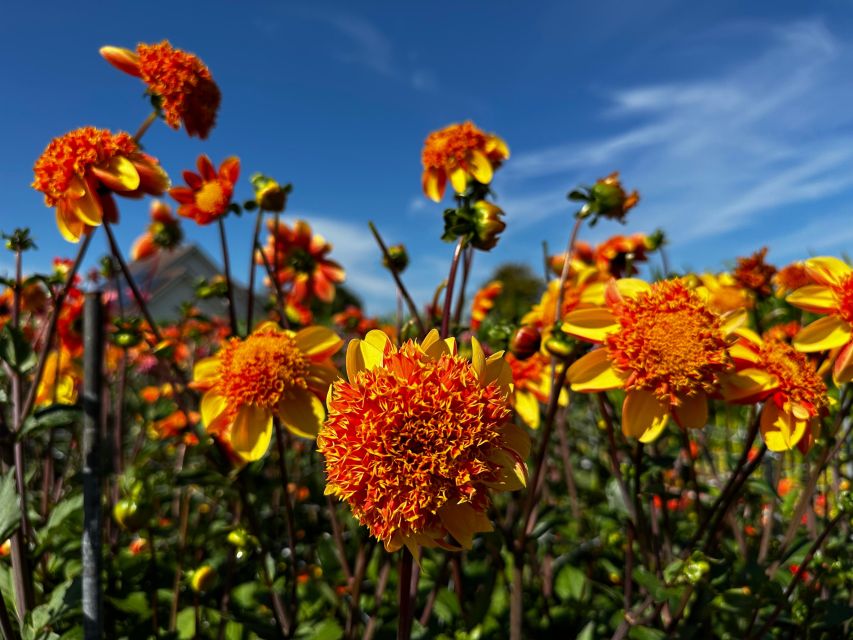 Bulb region: Dahlias Bicycle Tour - Two windmills bring the Dutch postcard to life