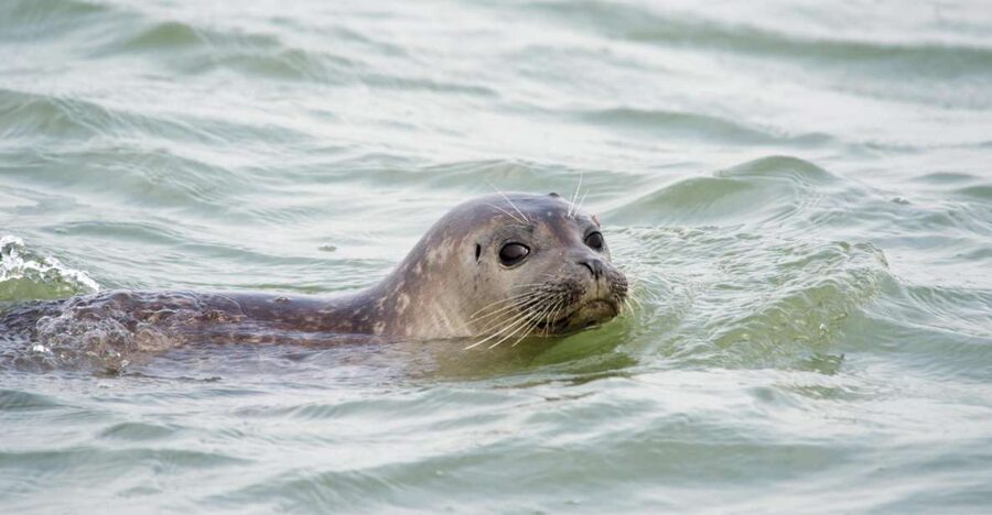 Cadzand: Seal Discovery Boat Tour with Glass of Champagne - Key details before you book