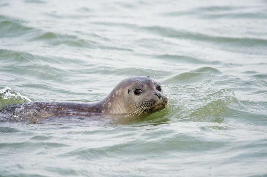 Cadzand: Seal Discovery Boat Tour with Glass of Champagne - Champagne with the seals