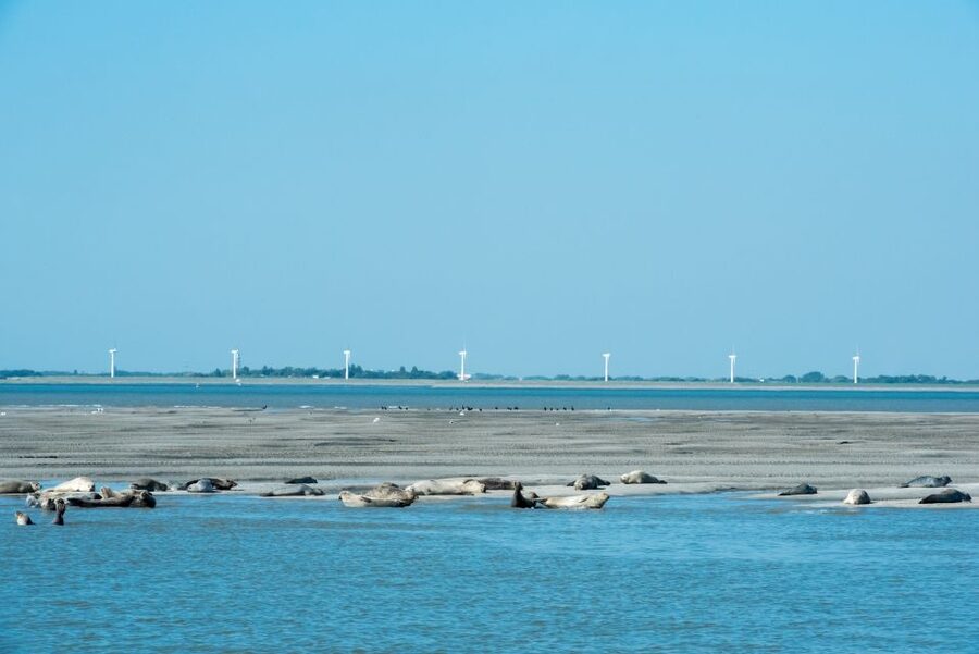 Cadzand: Seal Discovery Boat Tour with Glass of Champagne - Is $135 a fair price?