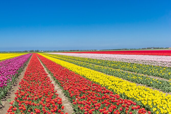 Day Trip to Famous Tulip Route in Noordoostpolder From Amsterdam - Why Noordoostpolder offers a different tulip day