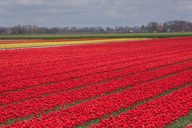 Day Trip to Famous Tulip Route in Noordoostpolder From Amsterdam - Leaving Amsterdam at 9:00 a.m.