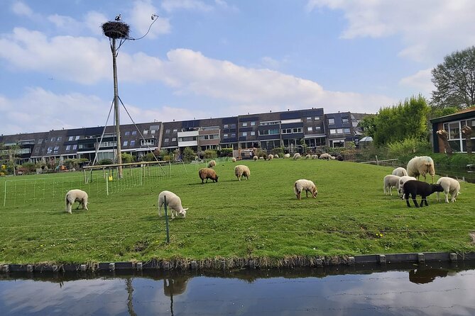 Dutch Windmills & Polder Walking Tour - Who will enjoy this walk most?