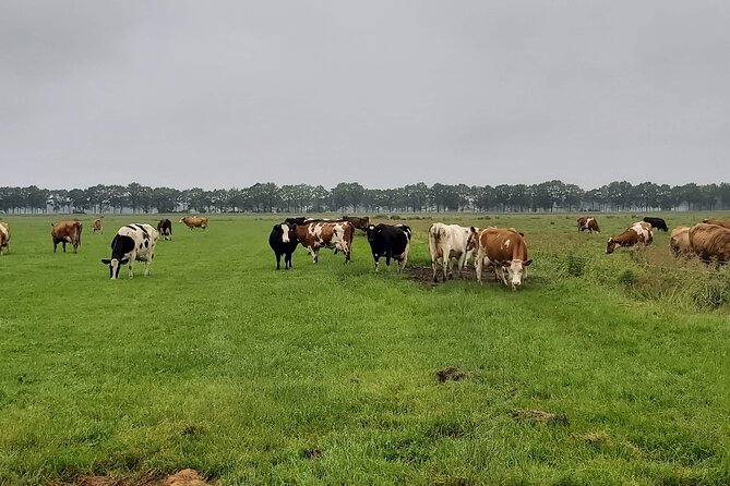 Dutch Windmills & Polder Walking Tour - Following the Zijl River toward the polders
