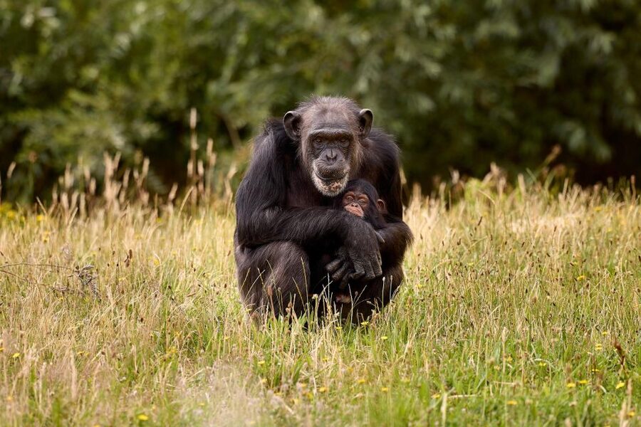 Eindhoven Zoo Entry Ticket - Is the $28 ticket good value?
