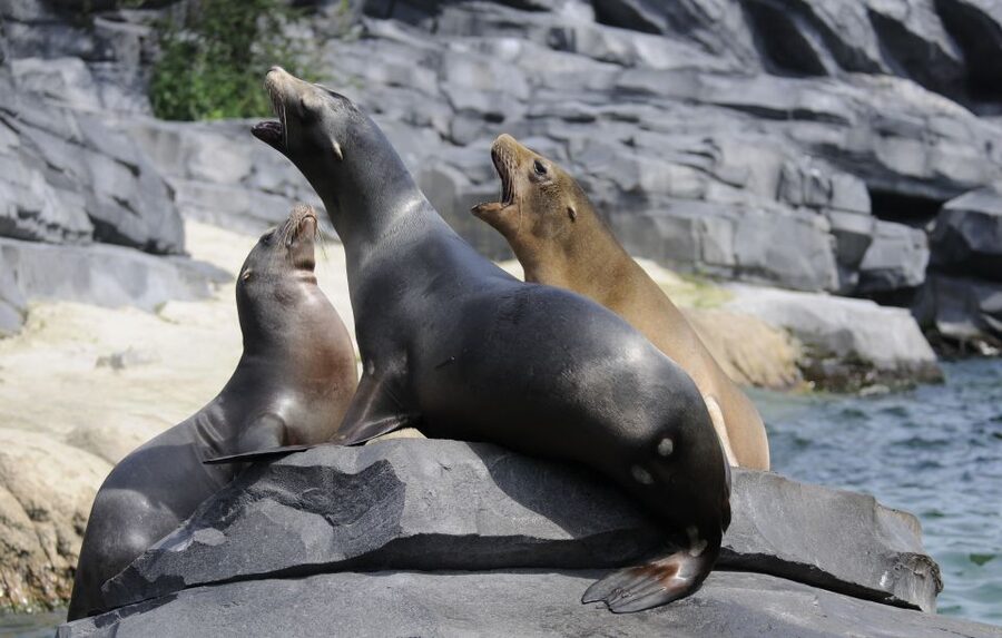 Emmen: Wildlands Adventure Zoo and Rimbula River Boat Ride - Key things to know before visiting