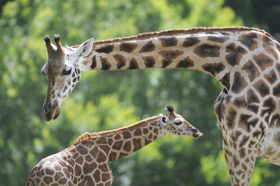 Emmen: Wildlands Adventure Zoo and Rimbula River Boat Ride - Who will enjoy Wildlands most?
