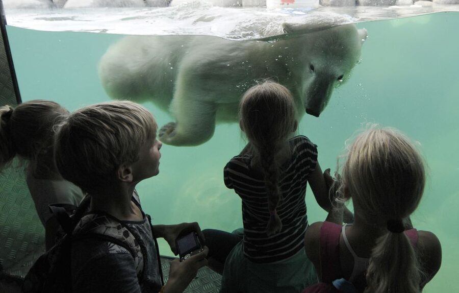 Emmen: Wildlands Adventure Zoo and Rimbula River Boat Ride - What your $32 ticket includes