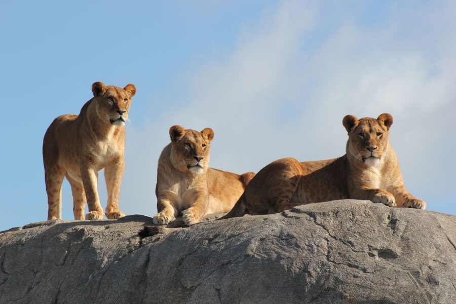 Emmen: Wildlands Adventure Zoo and Rimbula River Boat Ride - Serenga brings the safari truck close to the savanna