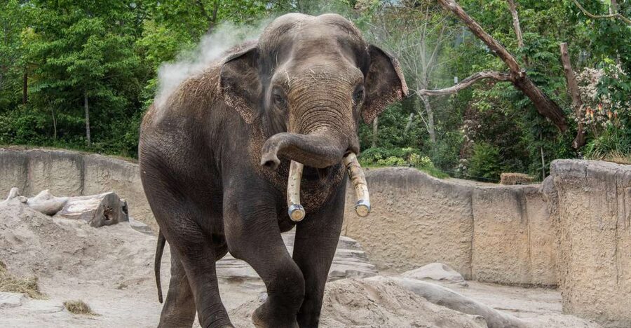 Emmen: Wildlands Adventure Zoo and Rimbula River Boat Ride - Daily presentations add more than a quick photo