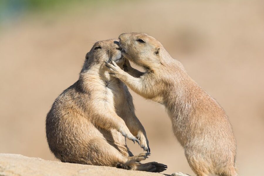 Emmen: Wildlands Adventure Zoo and Rimbula River Boat Ride - Food, facilities, and comfort during a full day